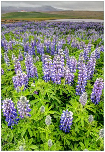 Lupine Field in HDR