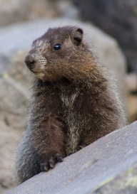 Juvenile Hoary Marmot at Summerland