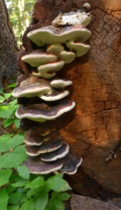 Bracket Fungus Detail